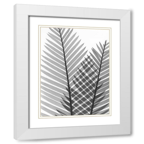 Tropical Fern 1 White Modern Wood Framed Art Print with Double Matting by Koetsier, Albert