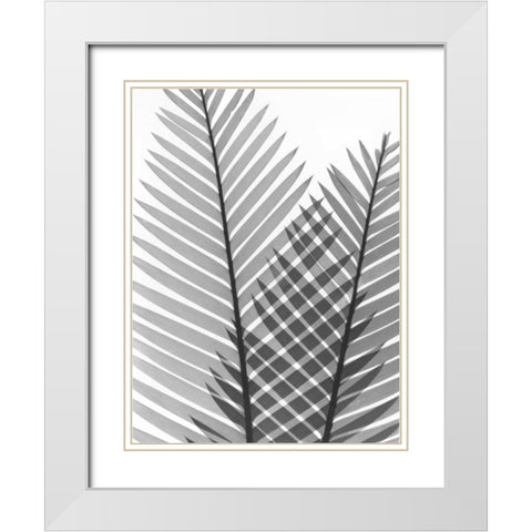 Tropical Fern 1 White Modern Wood Framed Art Print with Double Matting by Koetsier, Albert