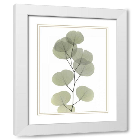 Striving Eucalyptus 1 White Modern Wood Framed Art Print with Double Matting by Koetsier, Albert