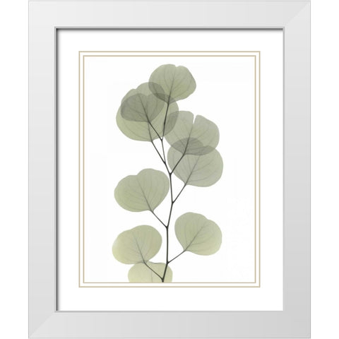 Striving Eucalyptus 1 White Modern Wood Framed Art Print with Double Matting by Koetsier, Albert