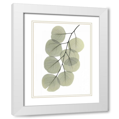 Striving Eucalyptus 2 White Modern Wood Framed Art Print with Double Matting by Koetsier, Albert