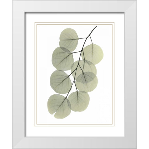 Striving Eucalyptus 2 White Modern Wood Framed Art Print with Double Matting by Koetsier, Albert