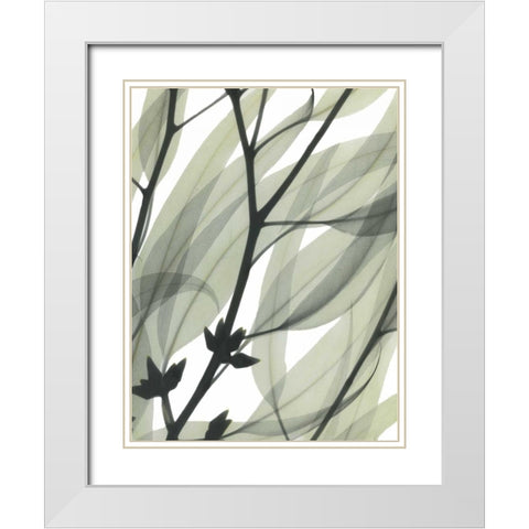 Eucalyptus Safari White Modern Wood Framed Art Print with Double Matting by Koetsier, Albert