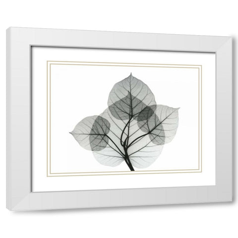 Bo Leaves 1 White Modern Wood Framed Art Print with Double Matting by Koetsier, Albert