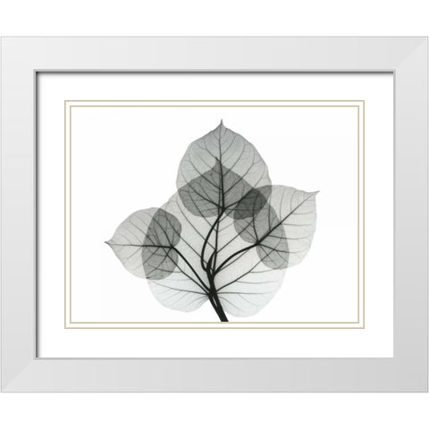 Bo Leaves 1 White Modern Wood Framed Art Print with Double Matting by Koetsier, Albert