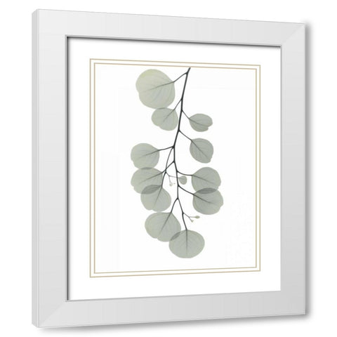 Descending Eucalyptus 1 White Modern Wood Framed Art Print with Double Matting by Koetsier, Albert