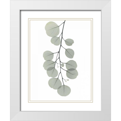 Descending Eucalyptus 1 White Modern Wood Framed Art Print with Double Matting by Koetsier, Albert