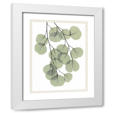 Descending Eucalyptus 2 White Modern Wood Framed Art Print with Double Matting by Koetsier, Albert