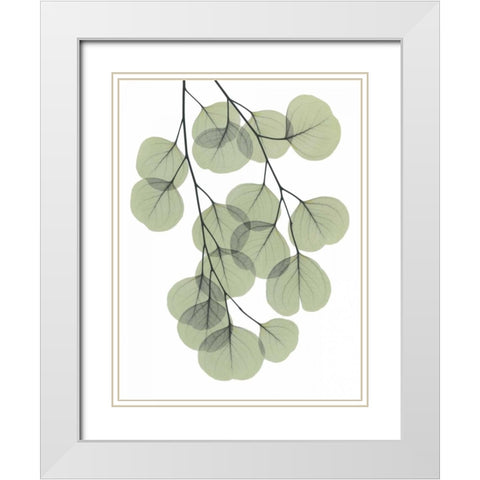 Descending Eucalyptus 2 White Modern Wood Framed Art Print with Double Matting by Koetsier, Albert