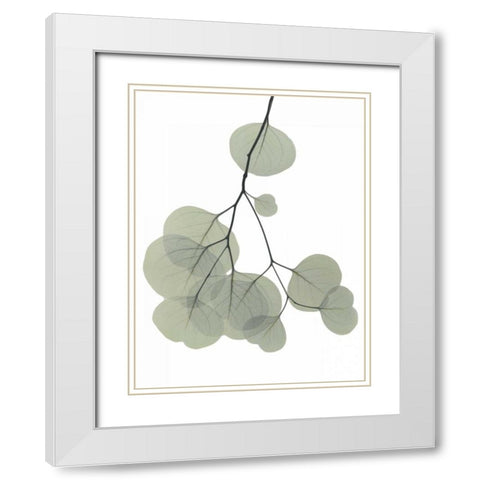 Descending Eucalyptus 3 White Modern Wood Framed Art Print with Double Matting by Koetsier, Albert