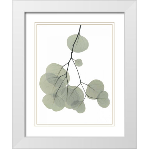 Descending Eucalyptus 3 White Modern Wood Framed Art Print with Double Matting by Koetsier, Albert