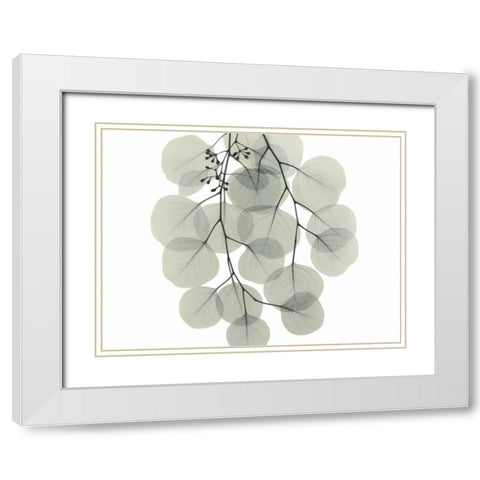 Descending Eucalyptus 4 White Modern Wood Framed Art Print with Double Matting by Koetsier, Albert