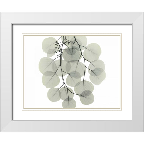 Descending Eucalyptus 4 White Modern Wood Framed Art Print with Double Matting by Koetsier, Albert