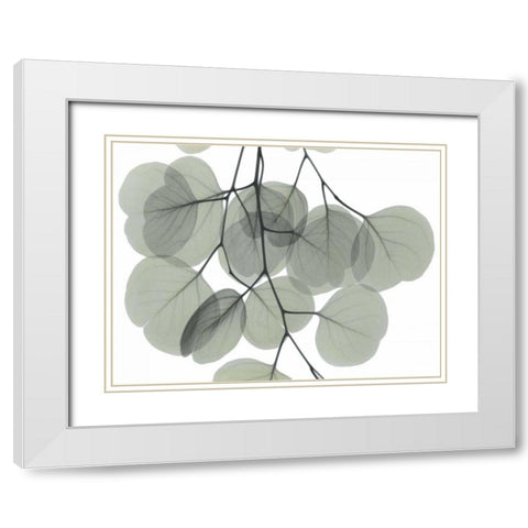 Descending Eucalyptus 5 White Modern Wood Framed Art Print with Double Matting by Koetsier, Albert