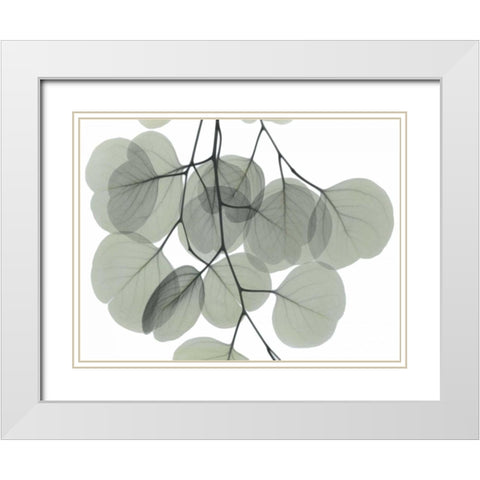 Descending Eucalyptus 5 White Modern Wood Framed Art Print with Double Matting by Koetsier, Albert