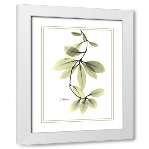 Hoya Carnosa White Modern Wood Framed Art Print with Double Matting by Koetsier, Albert