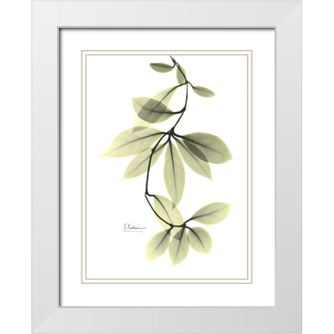 Hoya Carnosa White Modern Wood Framed Art Print with Double Matting by Koetsier, Albert