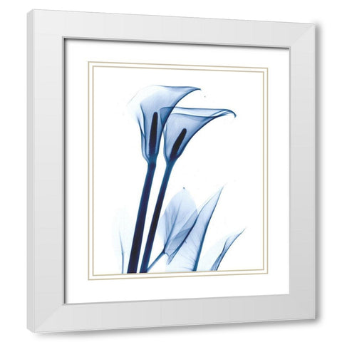 Calla Lily Indigo White Modern Wood Framed Art Print with Double Matting by Koetsier, Albert