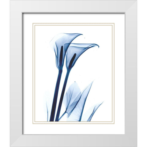 Calla Lily Indigo White Modern Wood Framed Art Print with Double Matting by Koetsier, Albert