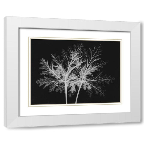 Leaves Seq White Modern Wood Framed Art Print with Double Matting by Koetsier, Albert