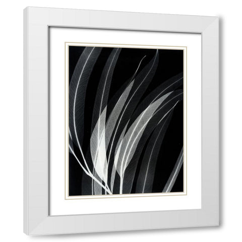 Eucalyptus 2 White Modern Wood Framed Art Print with Double Matting by Koetsier, Albert