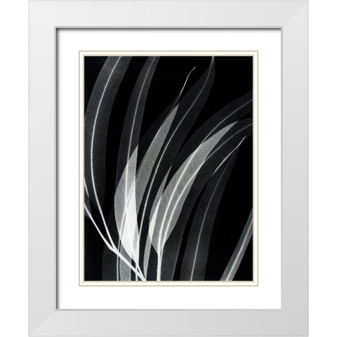 Eucalyptus 2 White Modern Wood Framed Art Print with Double Matting by Koetsier, Albert