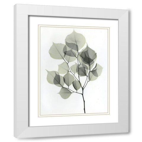 Dalbersia 2 White Modern Wood Framed Art Print with Double Matting by Koetsier, Albert