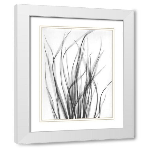 Grass 2 White Modern Wood Framed Art Print with Double Matting by Koetsier, Albert