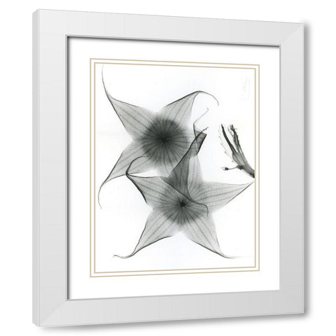 Carrian Flower White Modern Wood Framed Art Print with Double Matting by Koetsier, Albert