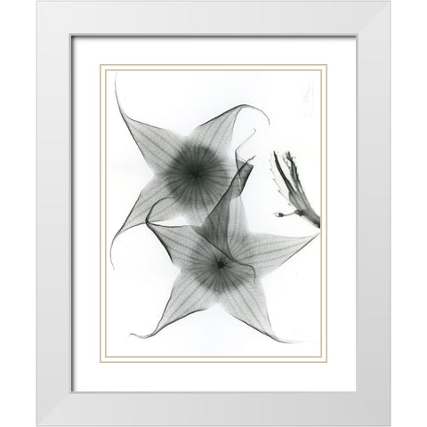 Carrian Flower White Modern Wood Framed Art Print with Double Matting by Koetsier, Albert