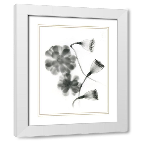 Land Of Lost Lotus White Modern Wood Framed Art Print with Double Matting by Koetsier, Albert