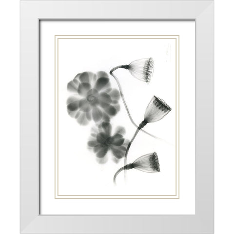 Land Of Lost Lotus White Modern Wood Framed Art Print with Double Matting by Koetsier, Albert