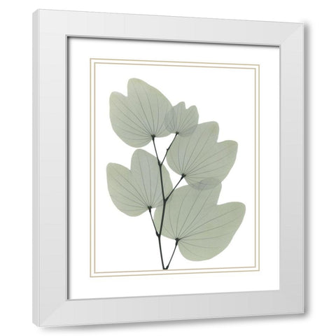 Orchid Tree White Modern Wood Framed Art Print with Double Matting by Koetsier, Albert