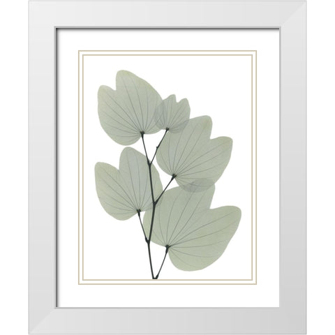 Orchid Tree White Modern Wood Framed Art Print with Double Matting by Koetsier, Albert