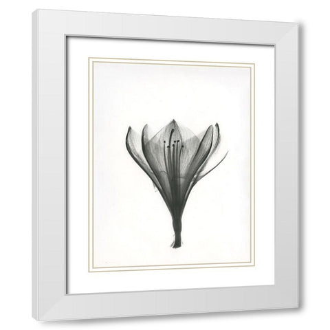 Tulip White Modern Wood Framed Art Print with Double Matting by Koetsier, Albert