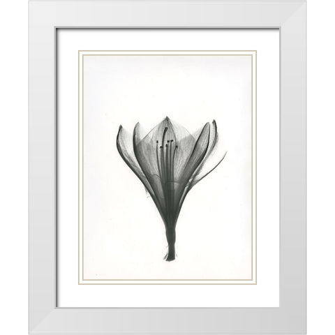 Tulip White Modern Wood Framed Art Print with Double Matting by Koetsier, Albert