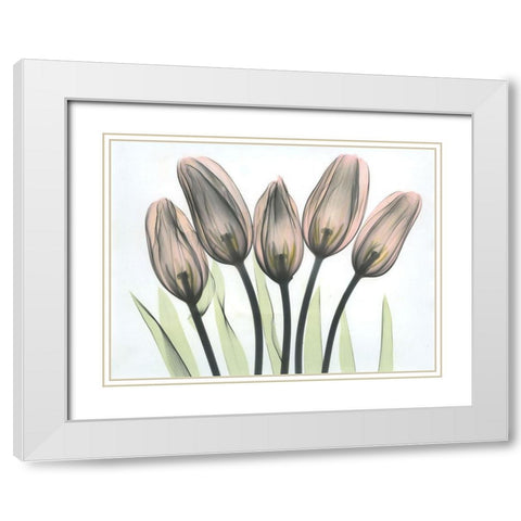 Tulips 2 White Modern Wood Framed Art Print with Double Matting by Koetsier, Albert