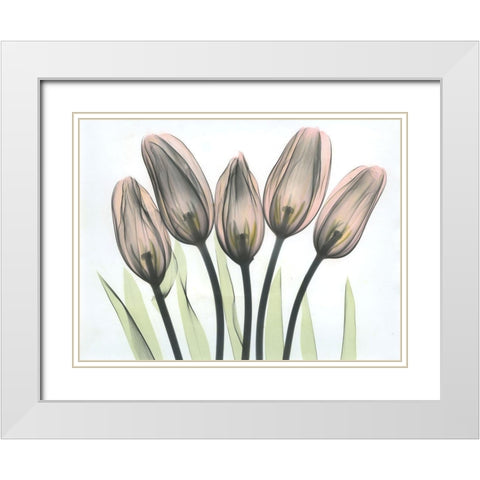 Tulips 2 White Modern Wood Framed Art Print with Double Matting by Koetsier, Albert