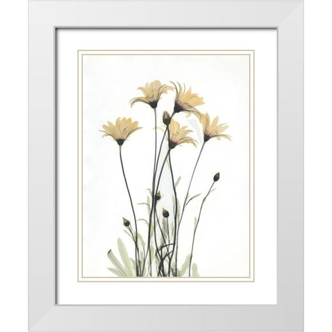 Wild Flowers White Modern Wood Framed Art Print with Double Matting by Koetsier, Albert