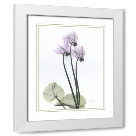 Cyclamen White Modern Wood Framed Art Print with Double Matting by Koetsier, Albert