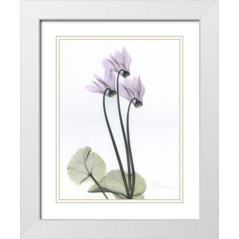 Cyclamen White Modern Wood Framed Art Print with Double Matting by Koetsier, Albert