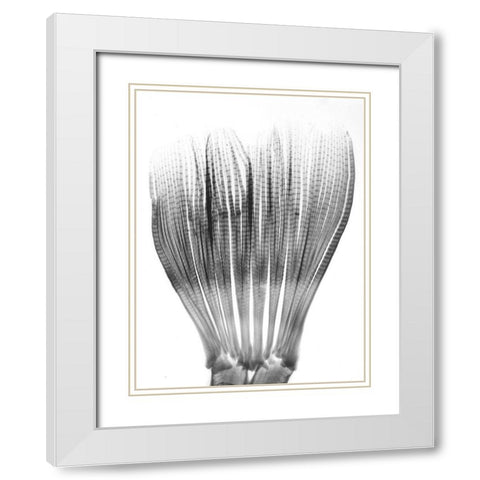 Tail Of Piranha White Modern Wood Framed Art Print with Double Matting by Koetsier, Albert