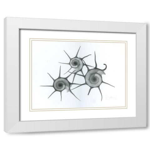 Star Shell White Modern Wood Framed Art Print with Double Matting by Koetsier, Albert