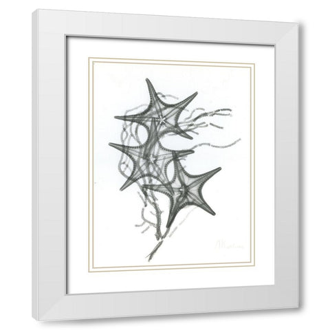 Starfish F134 White Modern Wood Framed Art Print with Double Matting by Koetsier, Albert