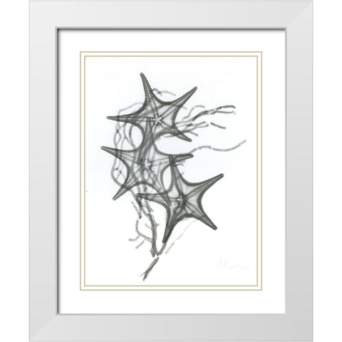 Starfish F134 White Modern Wood Framed Art Print with Double Matting by Koetsier, Albert