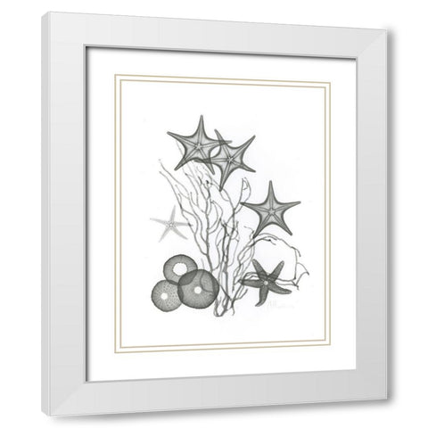 Starfish White Modern Wood Framed Art Print with Double Matting by Koetsier, Albert