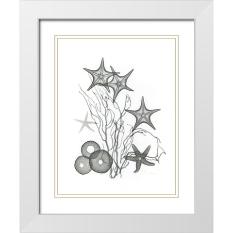 Starfish White Modern Wood Framed Art Print with Double Matting by Koetsier, Albert