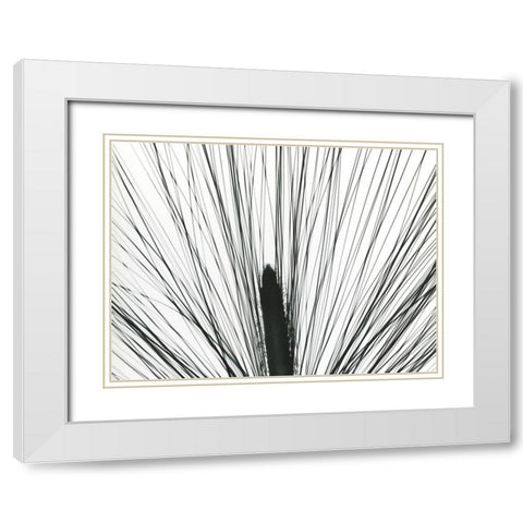 Pine Tree Pod White Modern Wood Framed Art Print with Double Matting by Koetsier, Albert