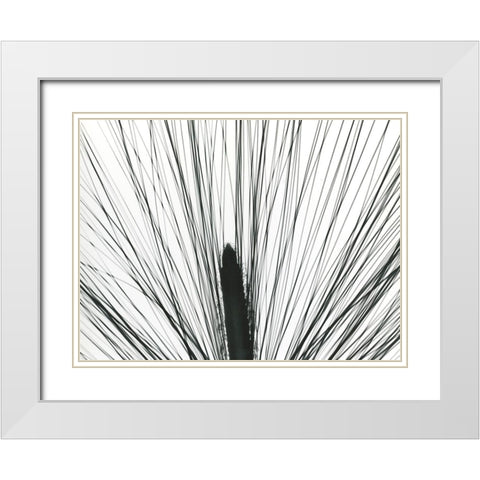 Pine Tree Pod White Modern Wood Framed Art Print with Double Matting by Koetsier, Albert