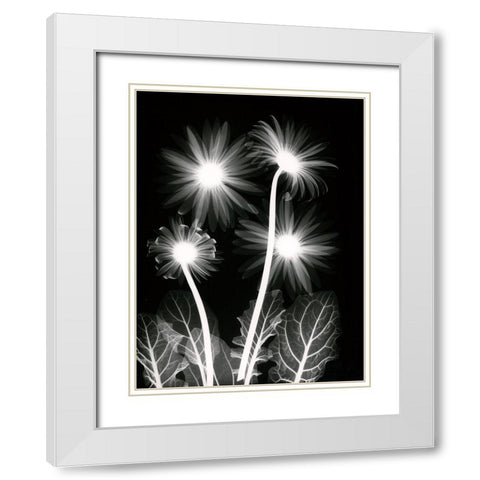 Shinning Florals White Modern Wood Framed Art Print with Double Matting by Koetsier, Albert